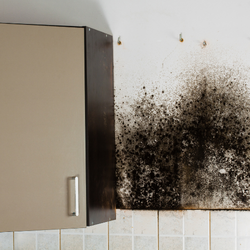 Jak odstranit plíseň ze zdi  a zabránit jejímu návratu2